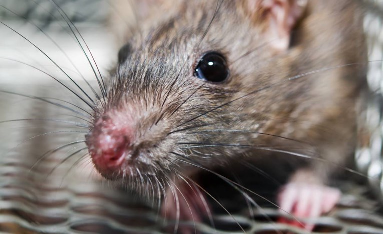 Znanstvenici laserima izliječili štakore alkoholičare
